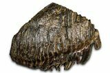 Fantastic, Fossil Woolly Mammoth Upper M Molar - Poland #370341-2
